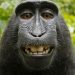 makak-małpie-selfie