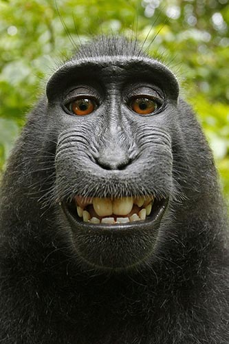 makak-małpie-selfie